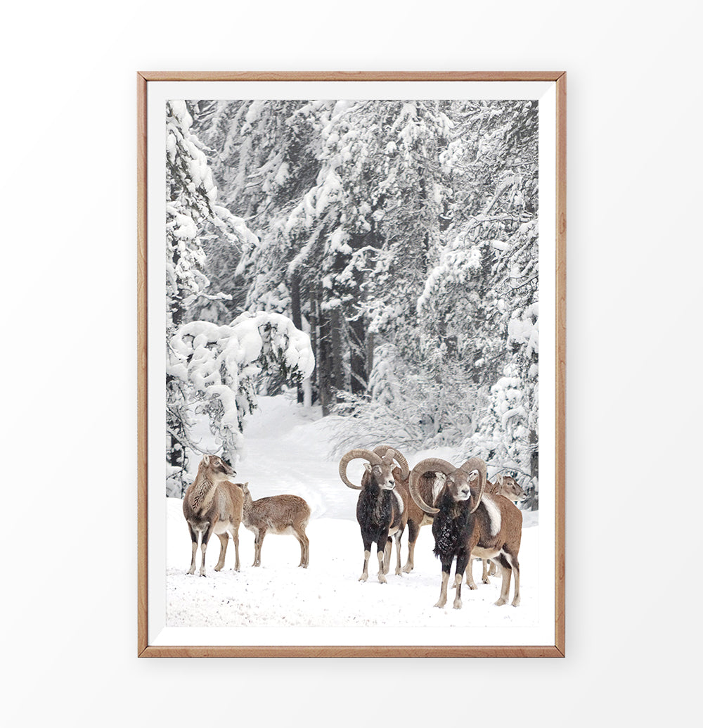 Wooden-framed photo print