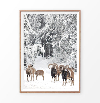 Wooden-framed photo print