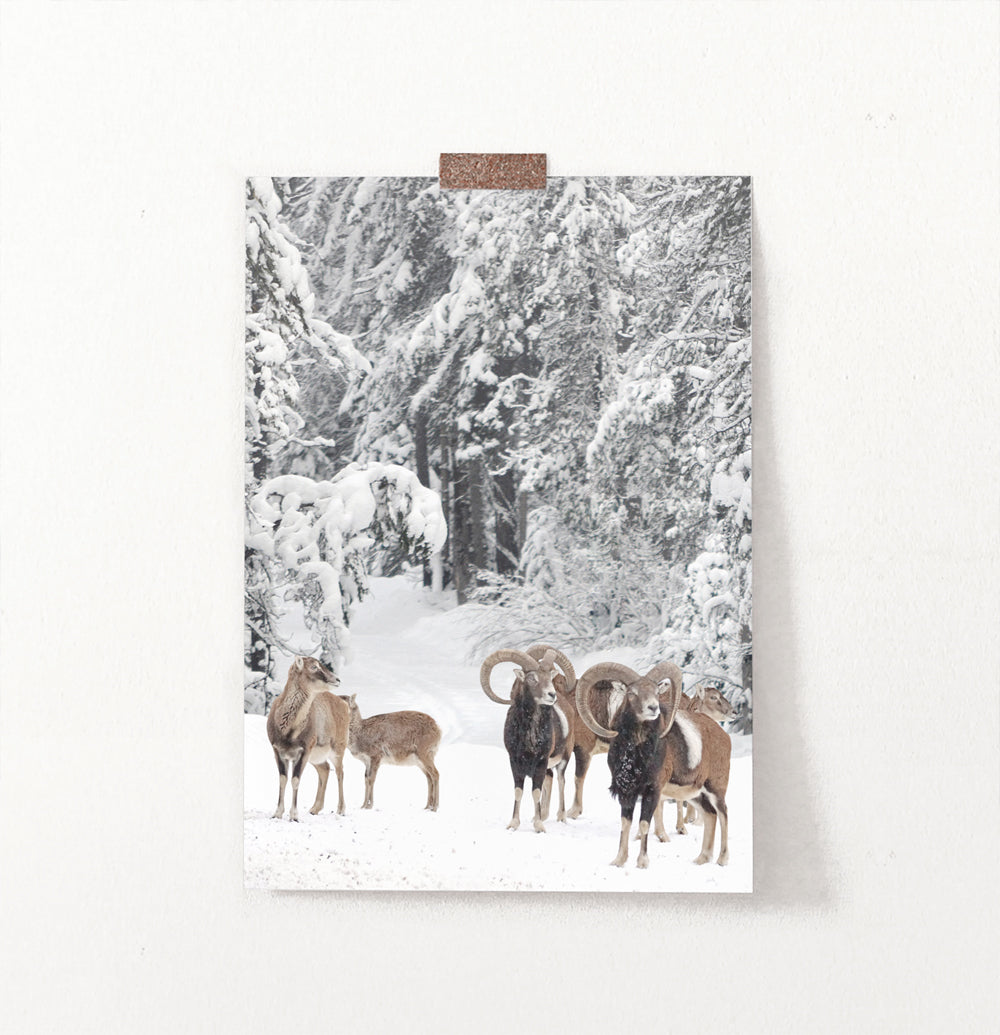 Winter Sheep In The Forest Photo Print