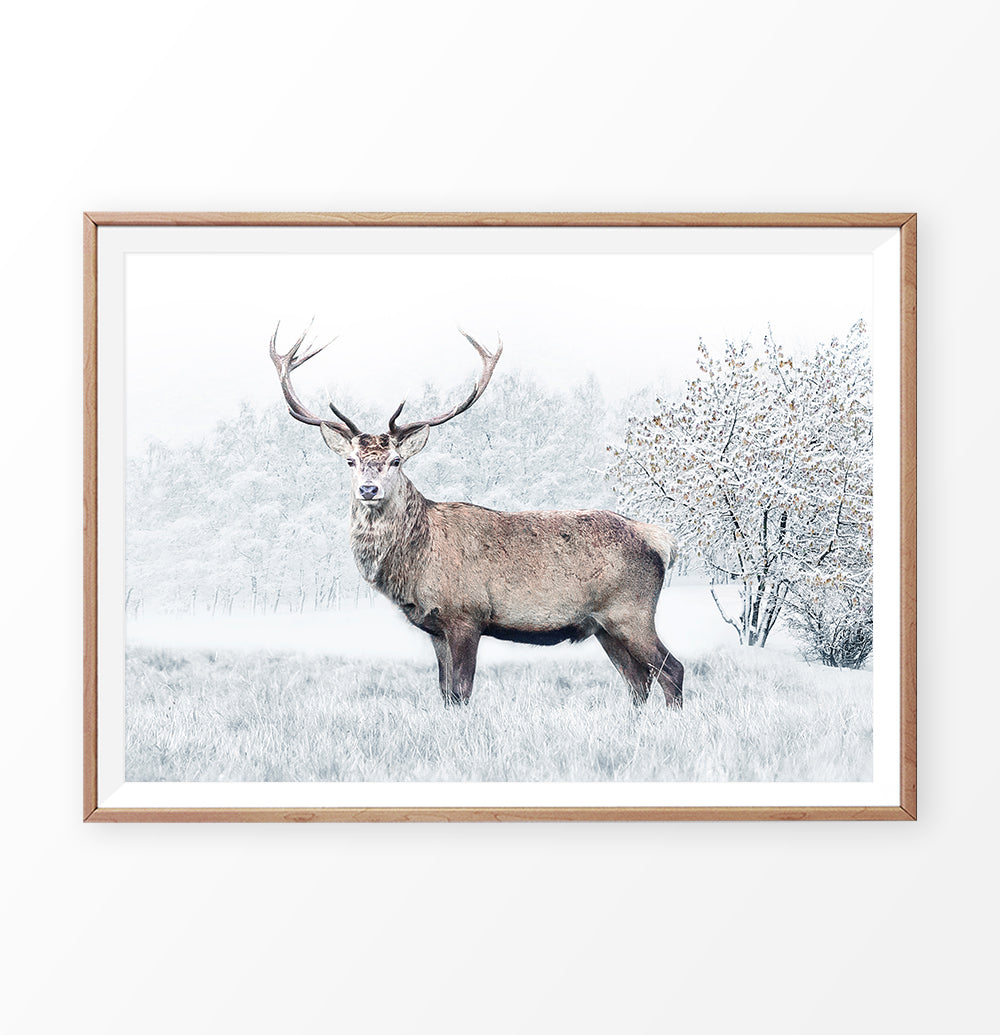 Gorgeous Deer On White Snowy Spacing Wall Art
