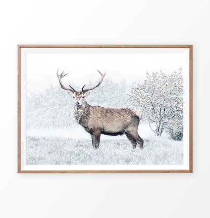 Gorgeous Deer On White Snowy Spacing Wall Art