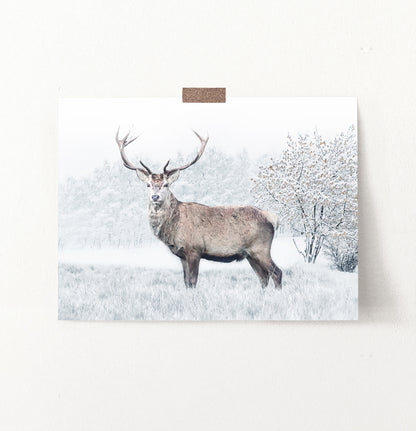 Gorgeous Deer On White Snowy Spacing Wall Art