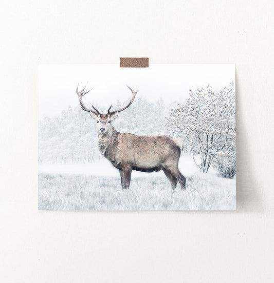 Gorgeous Deer On White Snowy Spacing Wall Art