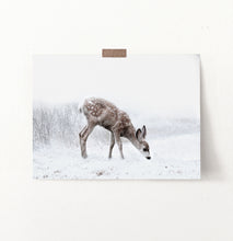 Load image into Gallery viewer, Fawn Searching On Winter Field Photo Print
