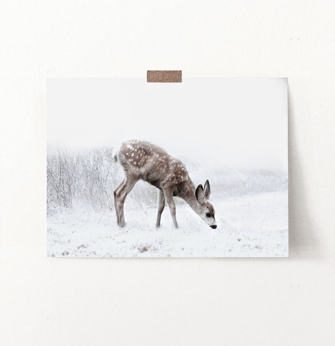 Fawn Searching On Winter Field Photo Print