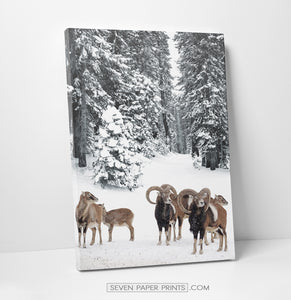 Sheep in the snowy forest