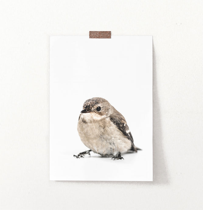 Sparrow Sitting On White Background Wall Art