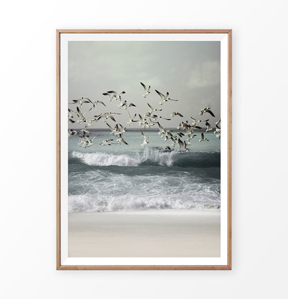 Seagulls Beach Photo High Waves