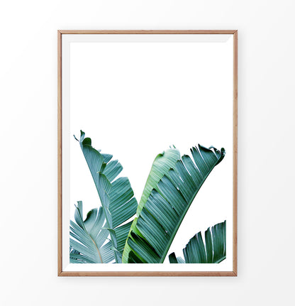 Green Palm Banana Tropical Leaf 