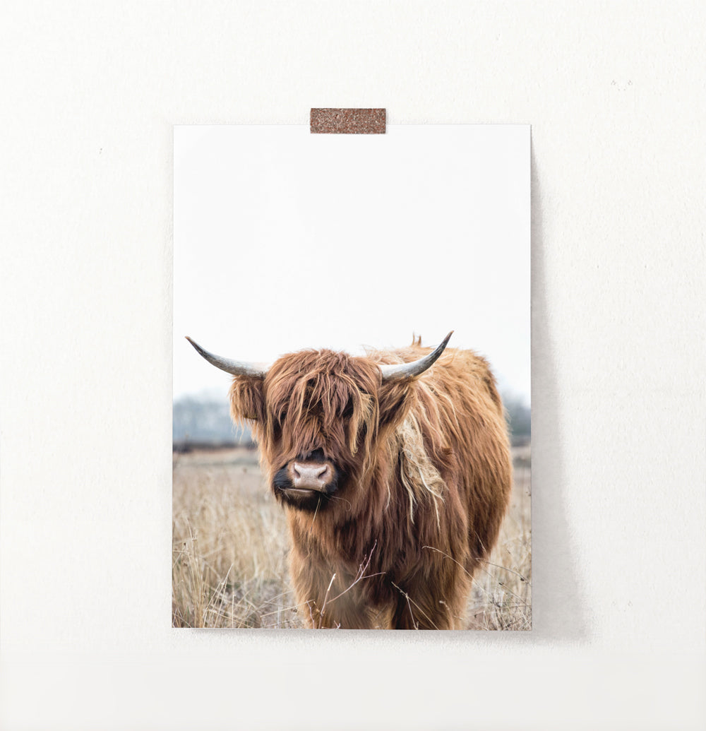 Highland Cow Photography, Bull Farmhouse Decor