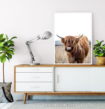 Highland Cow Photography, Bull Farmhouse Decor